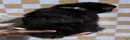 Bernese Mountain Dog dogs for sale: Charlie - Ad 6