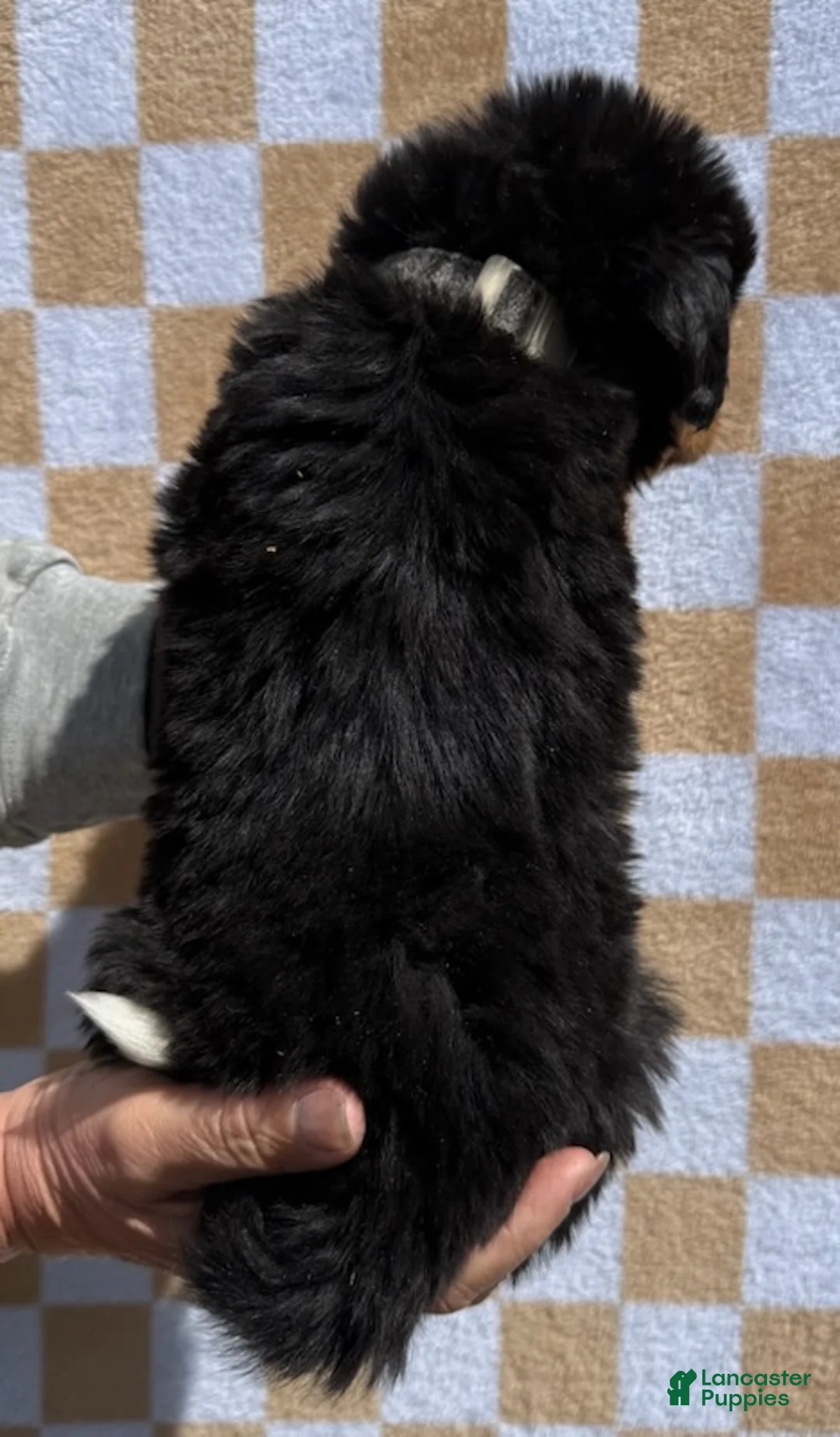 Bernese Mountain Dog dogs for sale: Charlie - Ad 6