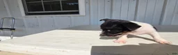 Chihuahua dogs for sale: Piggy - Ad 13