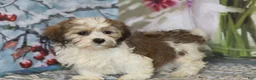 Havanese dogs for sale: Chip - Ad 2