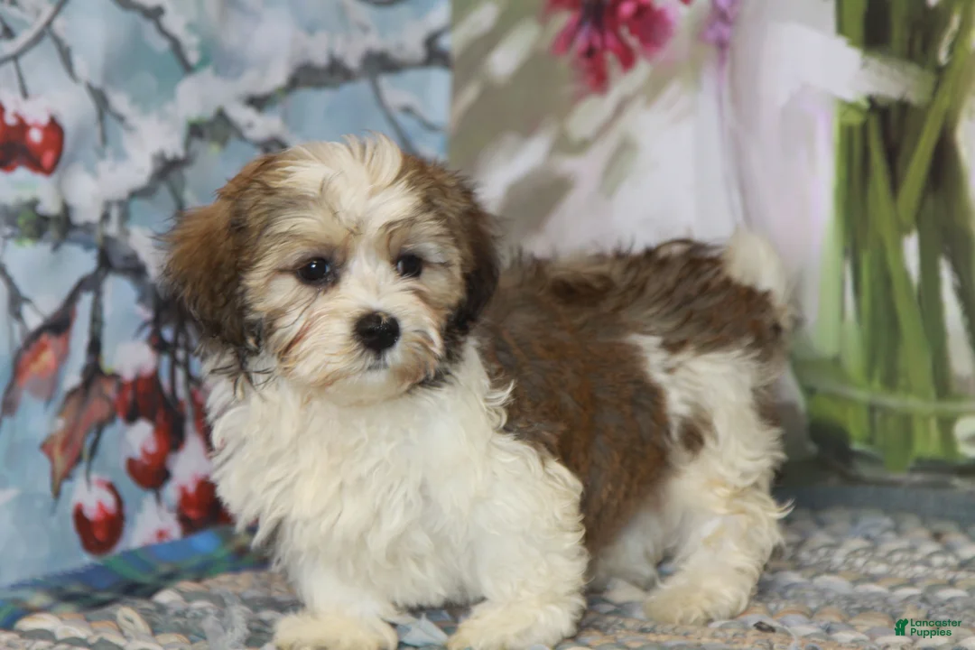 Havanese dogs for sale: Chip - Ad 2