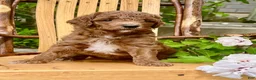 Mini Goldendoodle dogs for sale: Dora - Ad 4