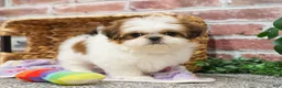 Shih Tzu dogs for sale: Dolly - Ad 10