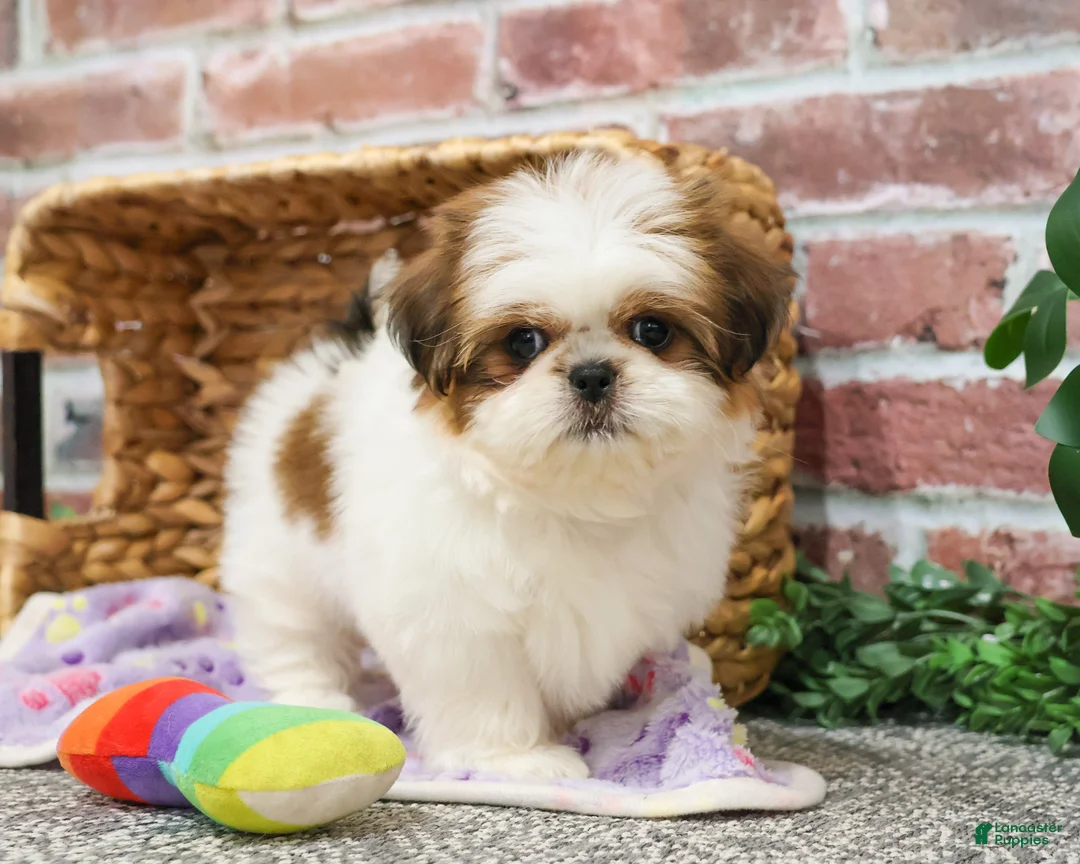 Shih Tzu dogs for sale: Dolly - Ad 10