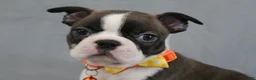 Boston Terrier dogs for sale: Demi - Ad 6