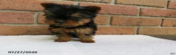 Yorkshire Terrier dogs for sale: Toby - Ad 3