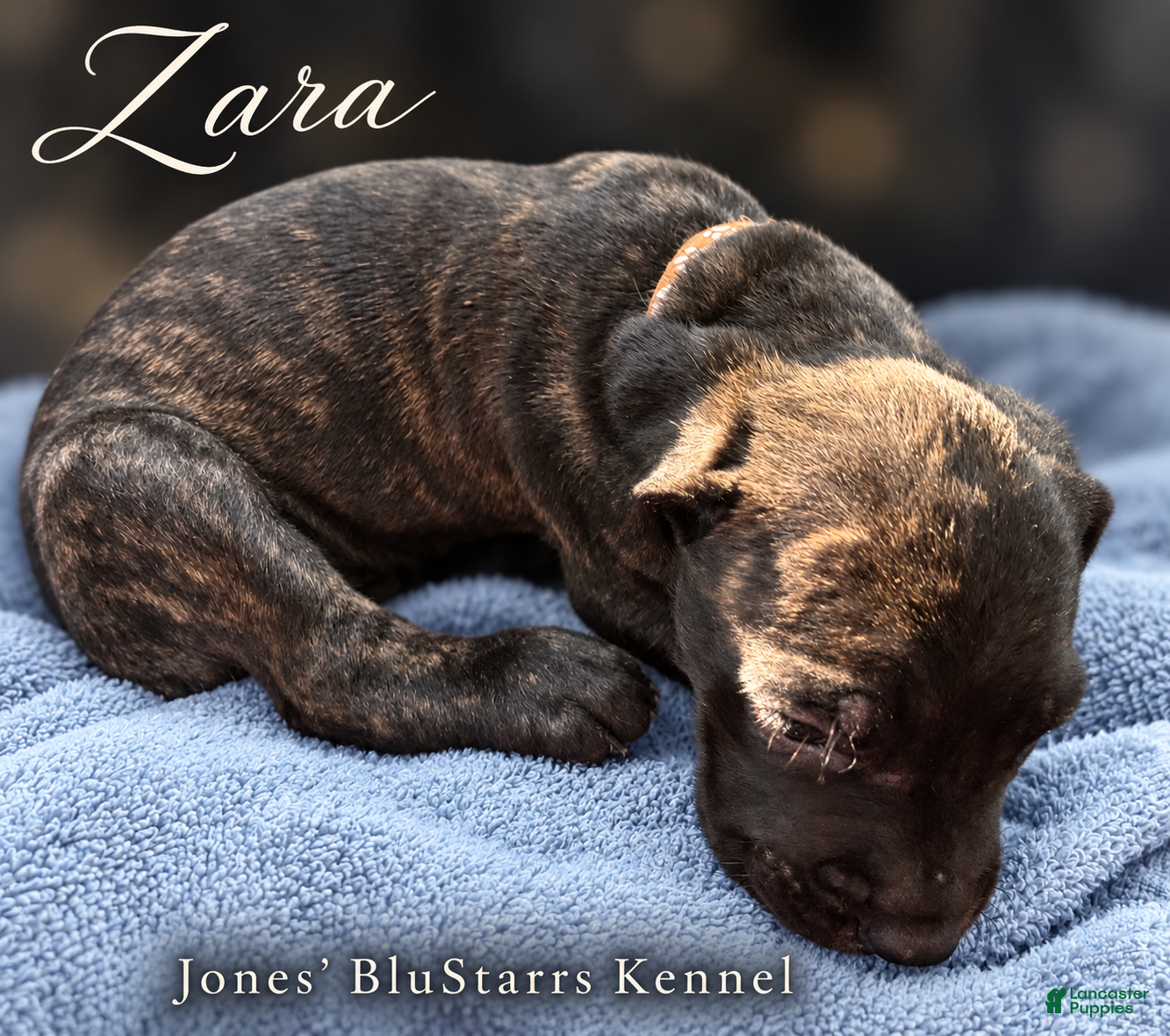 Cane Corso dogs Zara - Ad 2