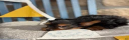 Yorkshire Terrier dogs for sale: Skylar - Ad 11