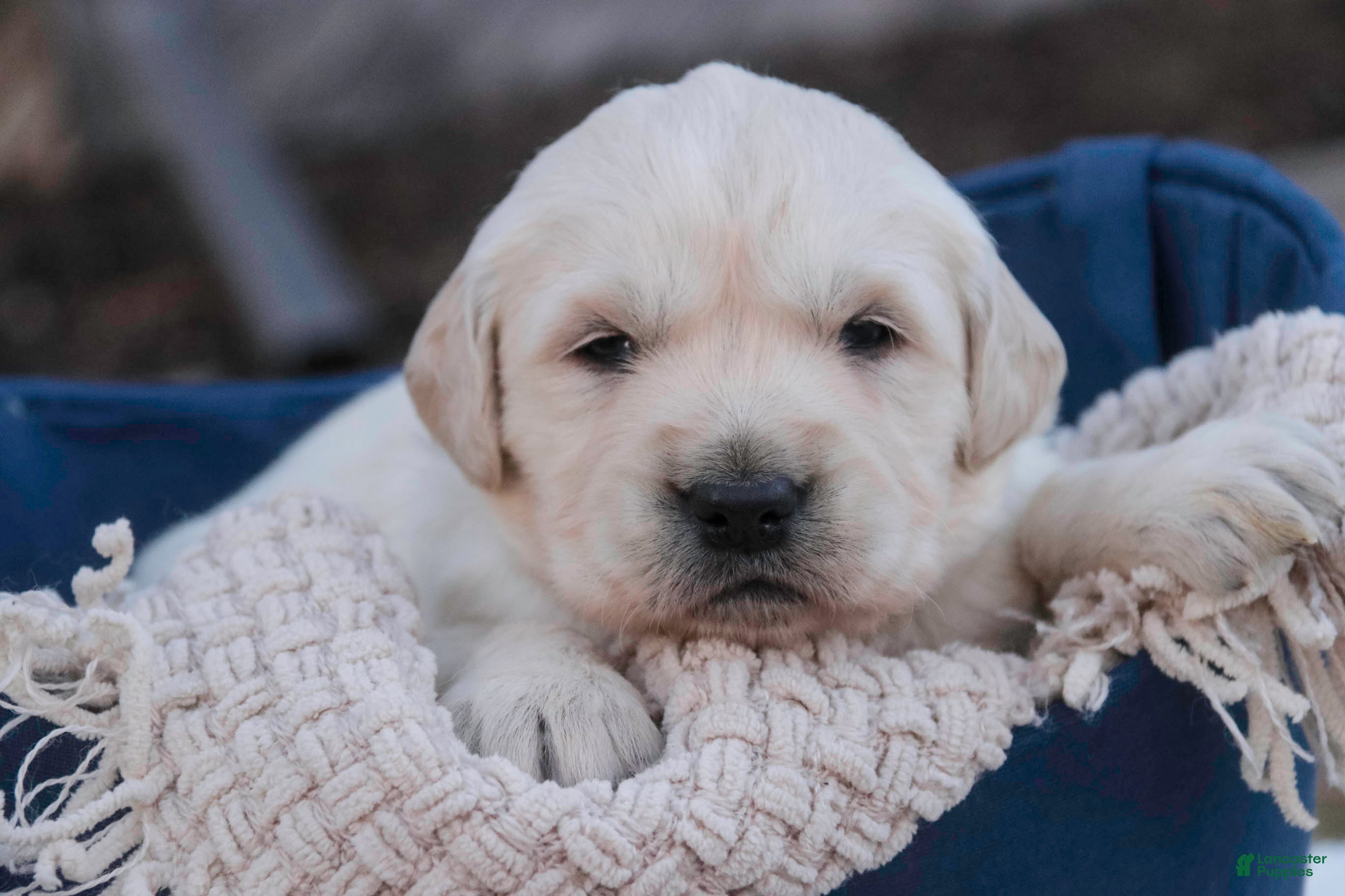 Golden Retriever dogs Rugby - Ad 35