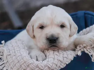 Golden Retriever dogs Rugby - Ad 24