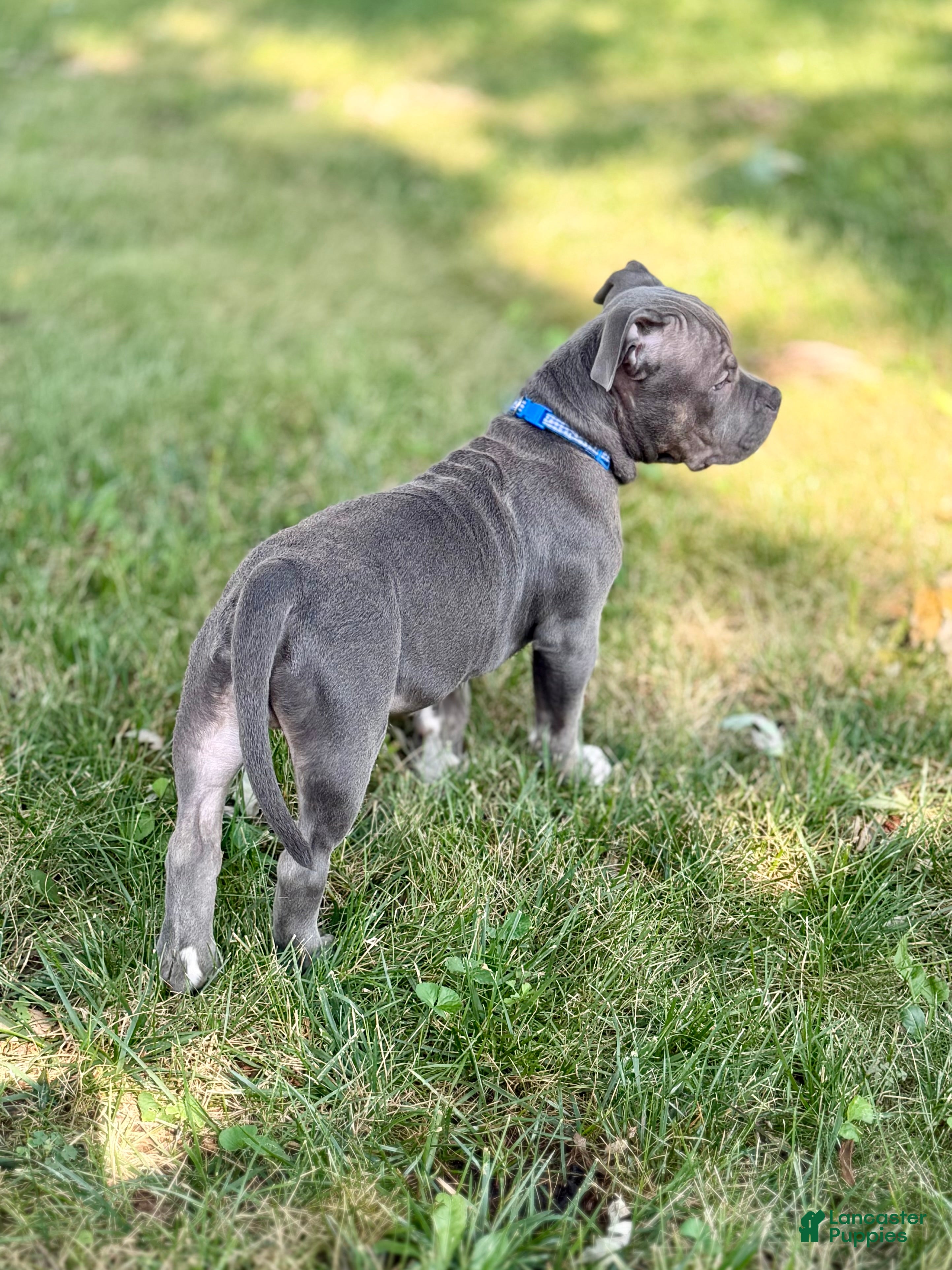 American Bully dogs Baloo - Ad 1