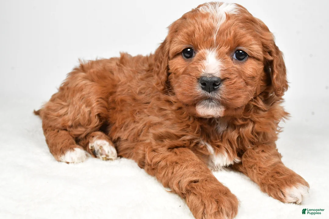 Mini Goldendoodle dogs for sale: Biscuit - Ad 1