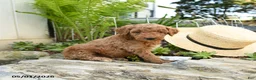 Miniature Poodle dogs for sale: Huckleberry - Ad 2