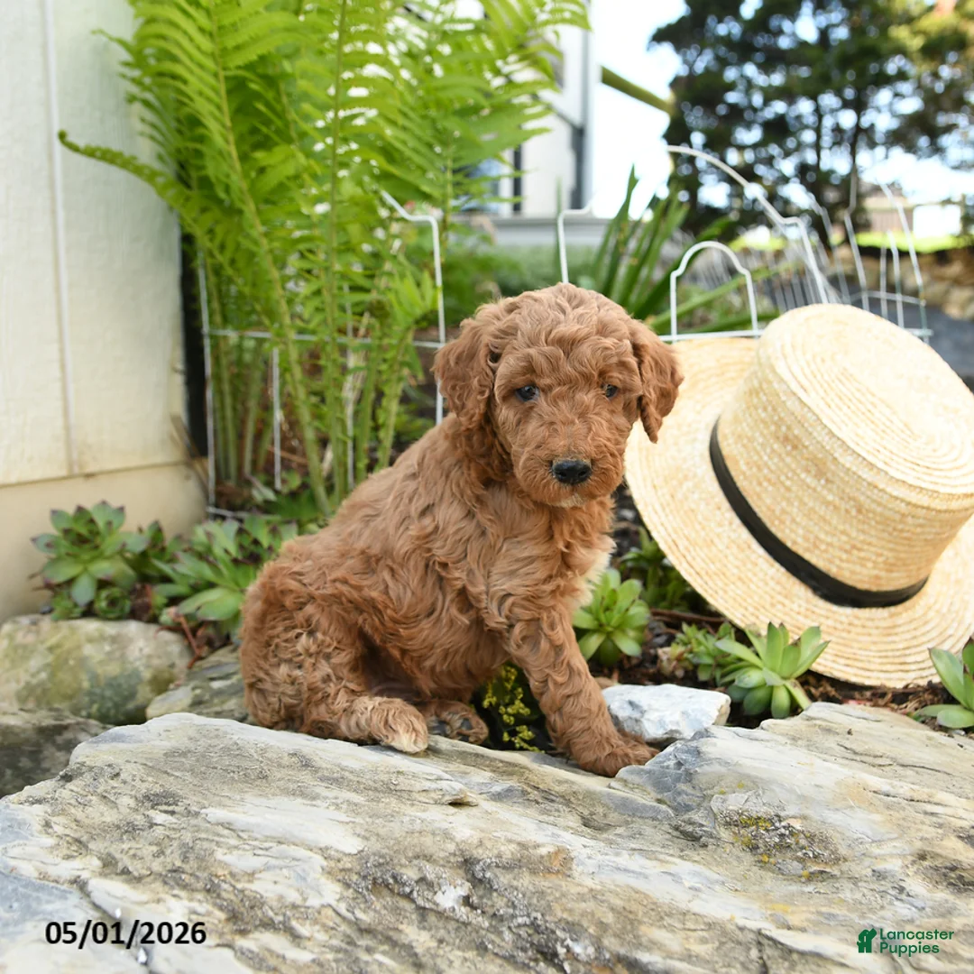 Miniature Poodle dogs for sale: Huckleberry - Ad 2