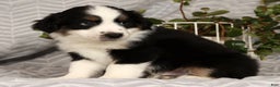 Miniature Australian Shepherd dogs for sale: Jasper - Ad 9