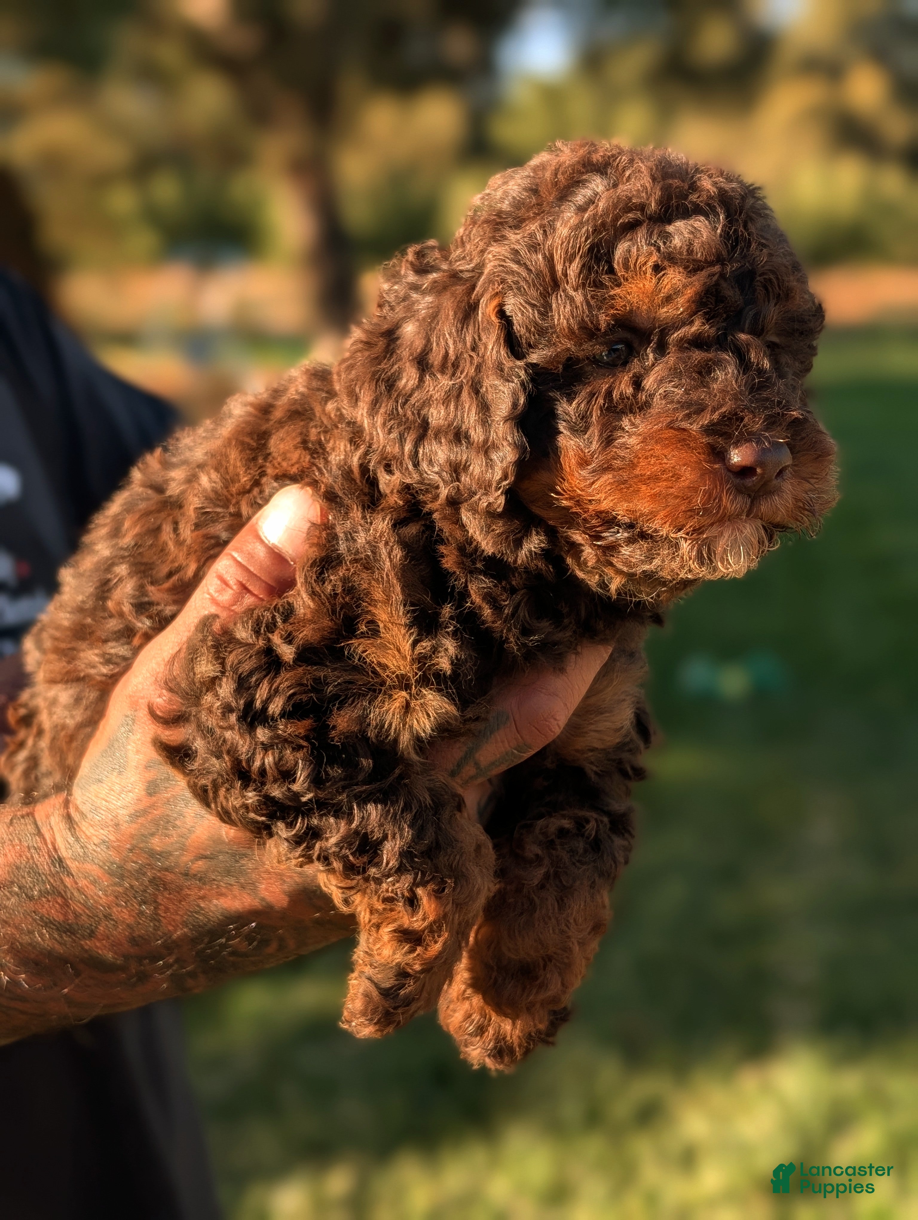 Mini Bernedoodle dogs MONSTER - Ad 2