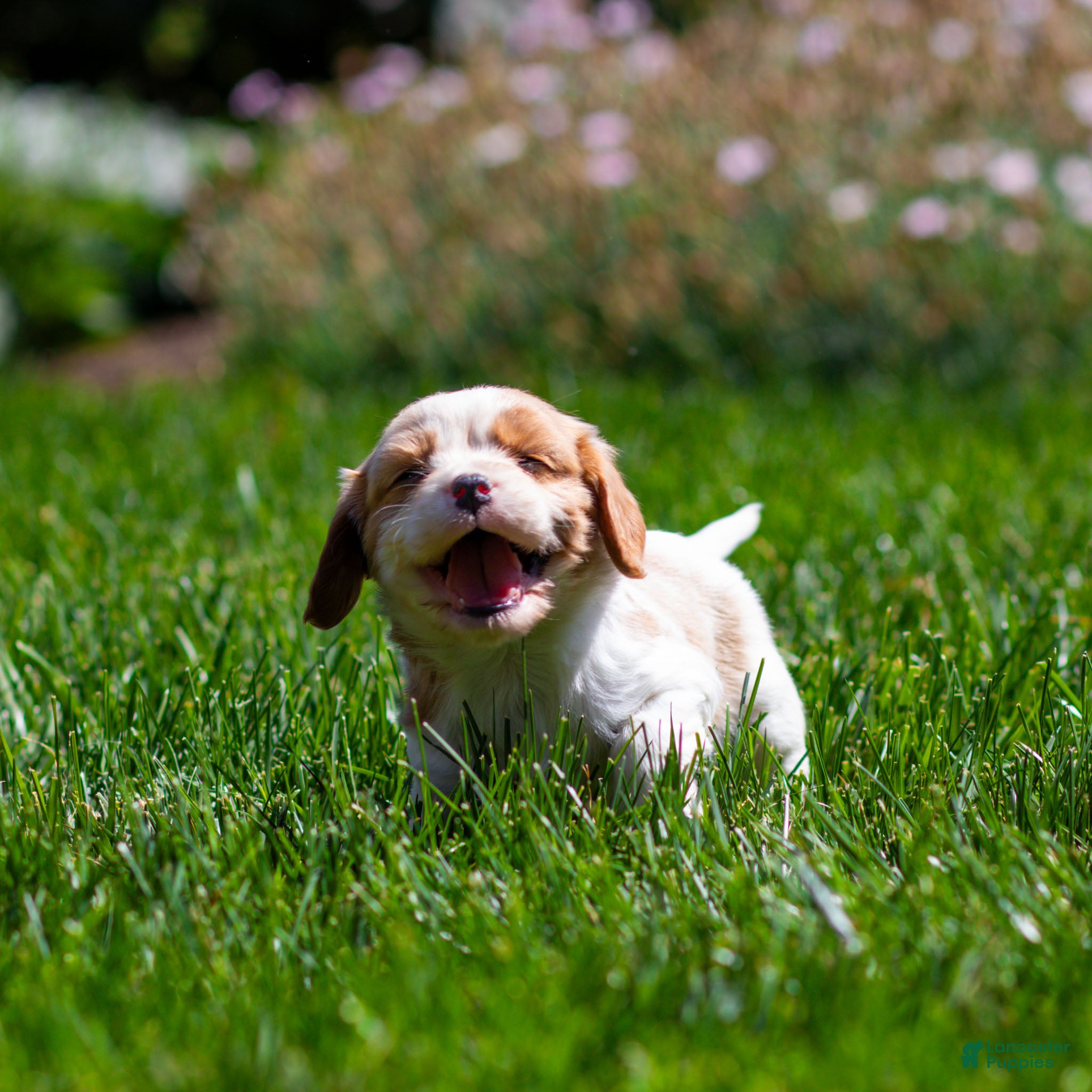 Cavalier King Charles Spaniel dogs Peter Cavalier King Charles Spaniel Puppy  - Ad 2
