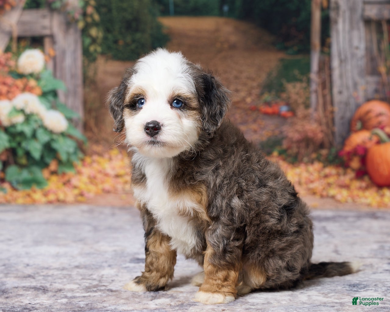 Bernedoodle dogs Kobe - Ad 1