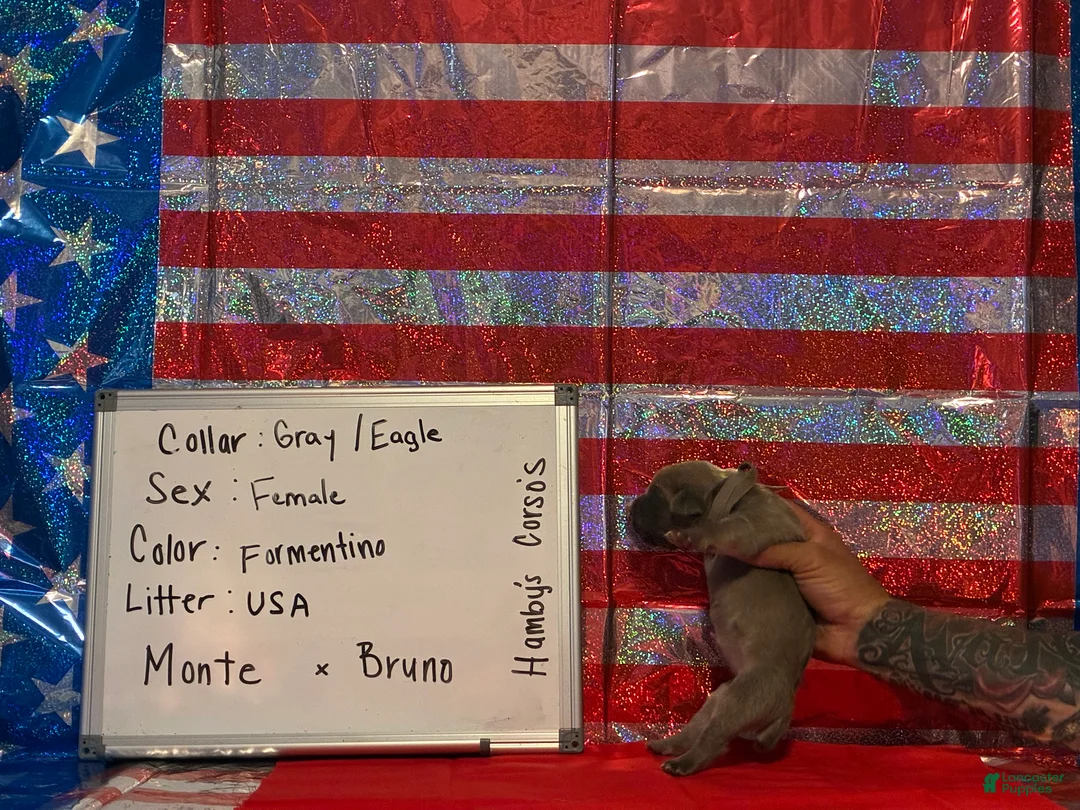 Cane Corso dogs for sale: Eagle - Ad 2