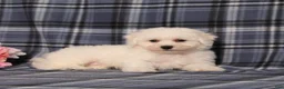 Bichon Frise dogs for sale: BJ's Nicholas - Ad 3