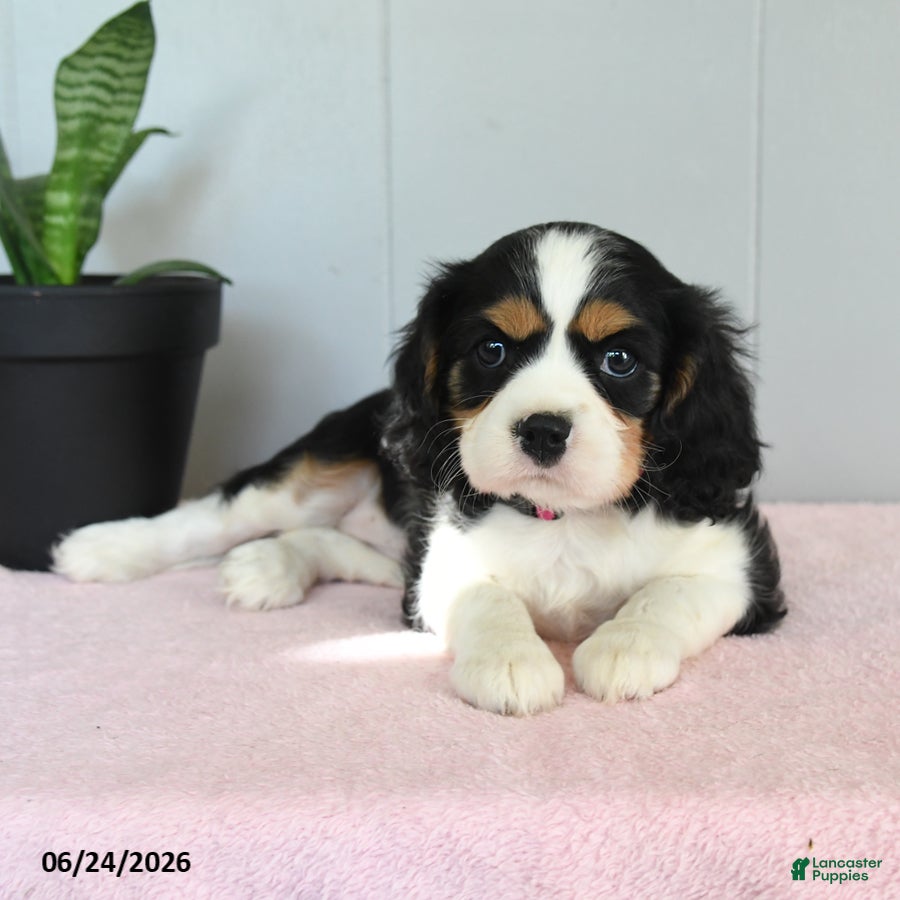 Cavalier King Charles Spaniel dogs Sunset - Ad 1