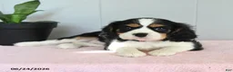 Cavalier King Charles Spaniel dogs for sale: Sunset - Ad 1
