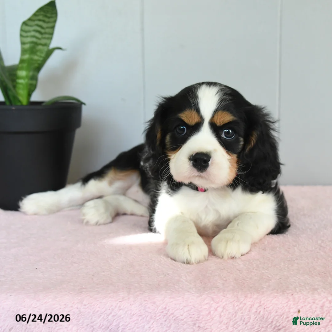 Cavalier King Charles Spaniel dogs for sale: Sunset - Ad 1
