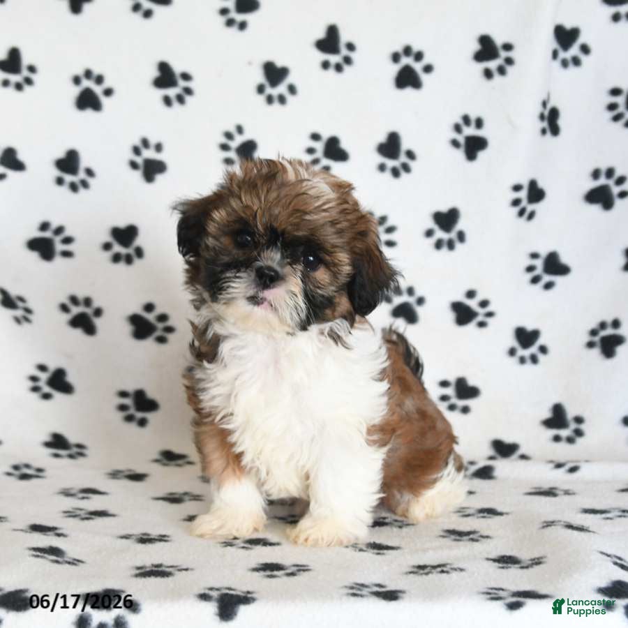 Shih Tzu dogs Tashi - Ad 2