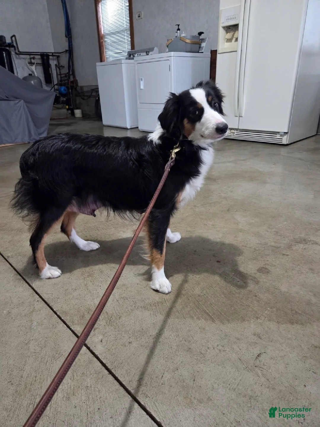 Miniature Australian Shepherd dogs for sale: Stormy - Ad 10