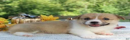 Welsh Corgi Pembroke dogs for sale: Sasha - Ad 3