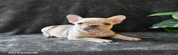 French Bulldog dogs for sale: Peaches - Ad 1