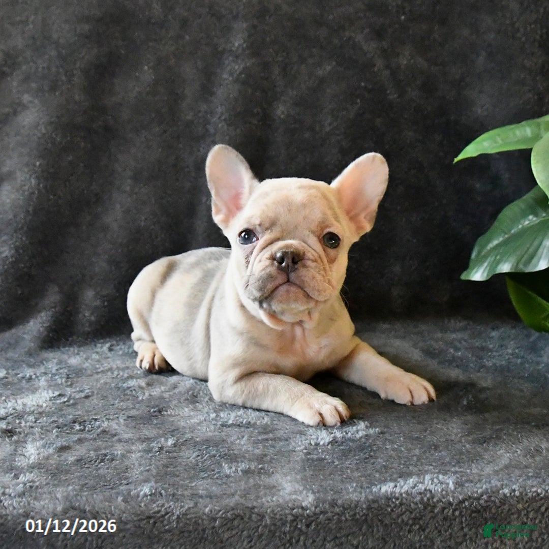 French Bulldog dogs for sale: Peaches - Ad 1