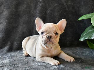 French Bulldog dogs Peaches - Ad 10