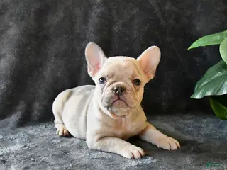 French Bulldog dogs Peaches - Ad 13