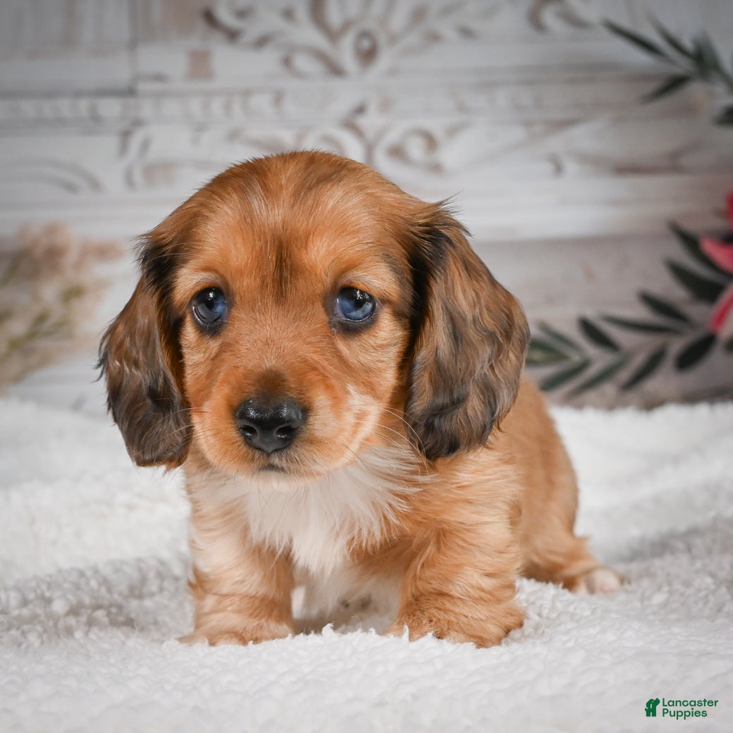 Miniature Dachshund dogs for sale: AKC-Brodie - Ad 8