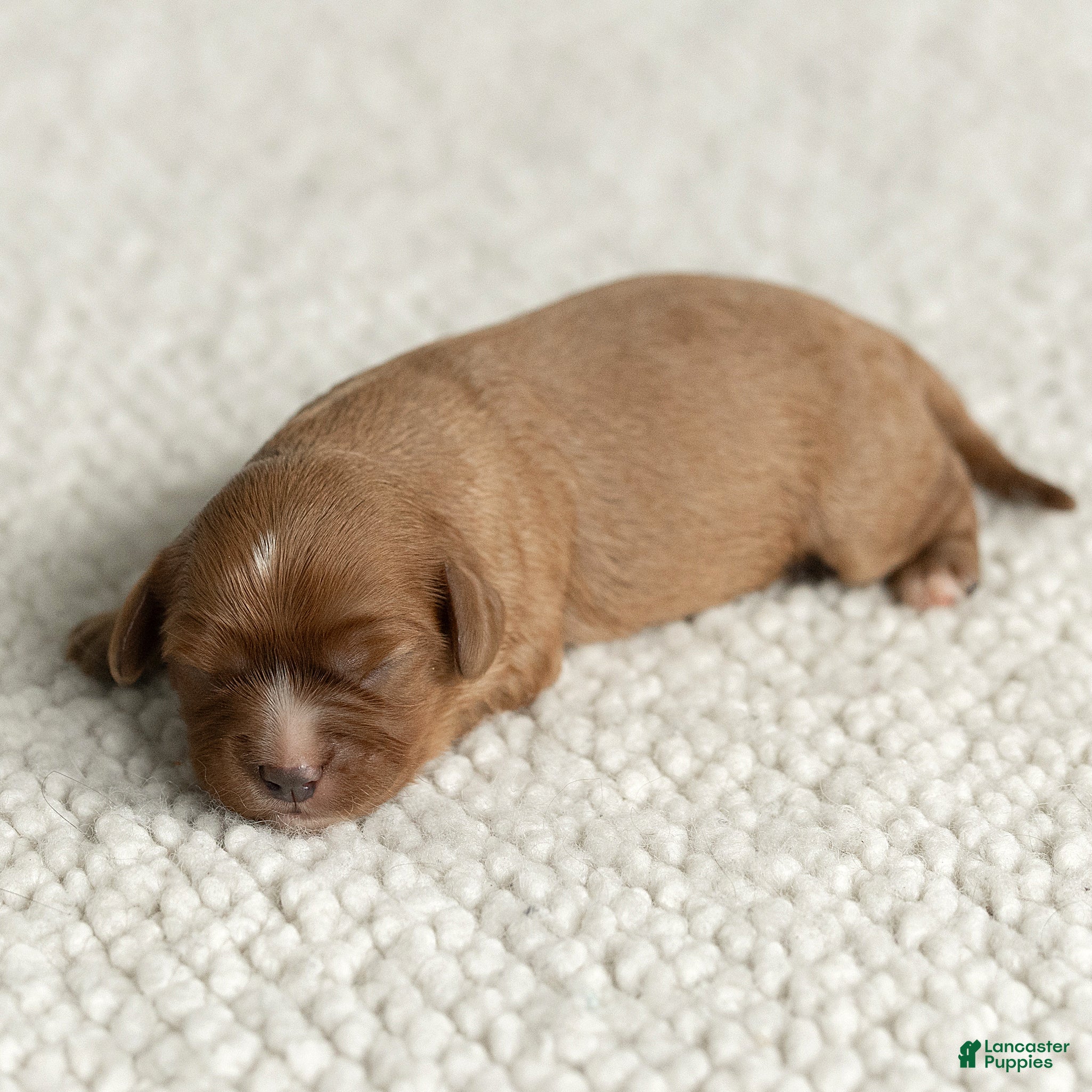Cavalier King Charles Spaniel dogs for sale: Macy Cavalier King Charles Spaniel  - Ad 2