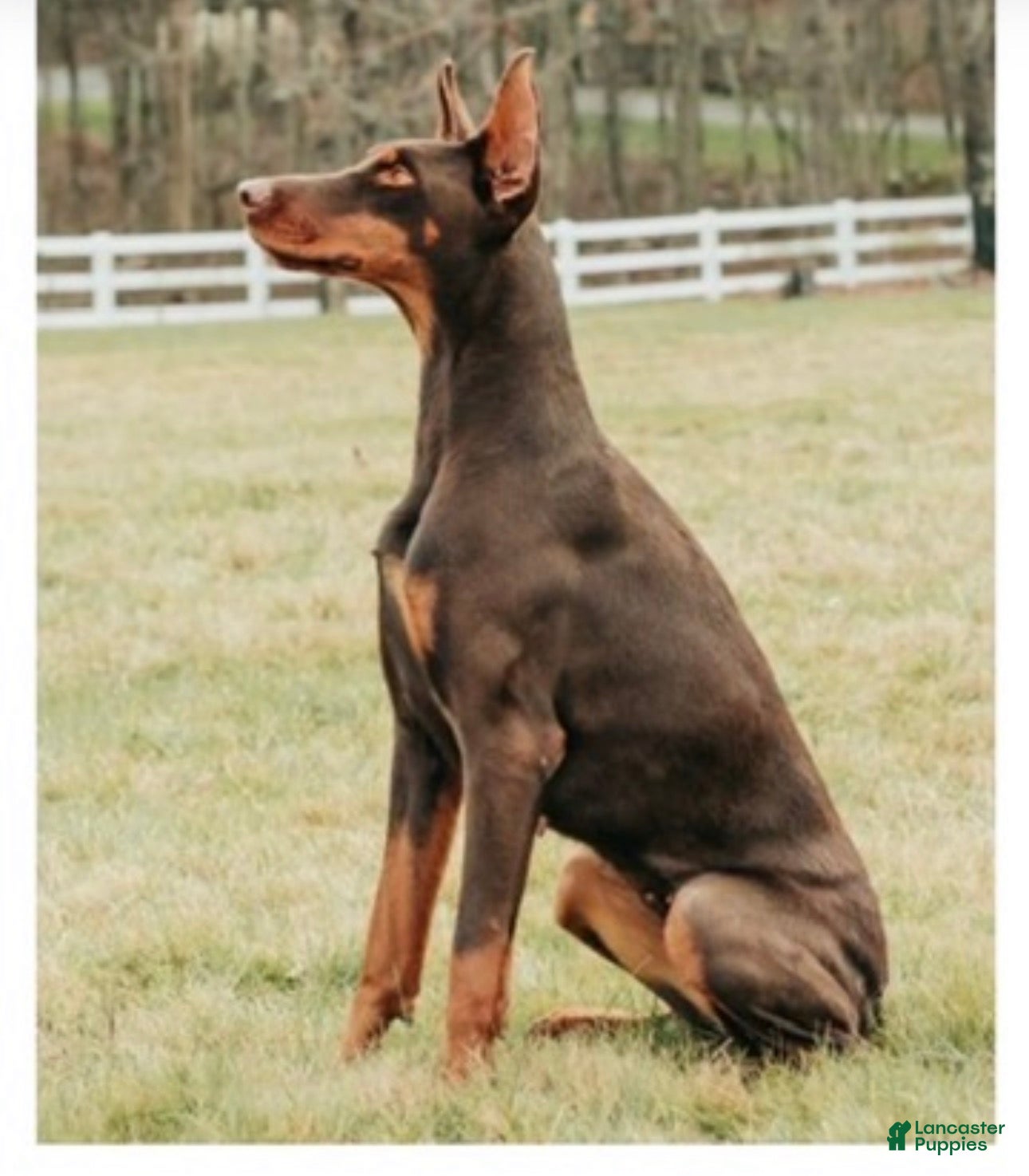 Doberman Pinscher dogs Doberman Pinscher Puppy 1 - Ad 41