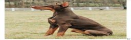 Doberman Pinscher dogs for sale: Doberman Pinscher Puppy 1 - Ad 1