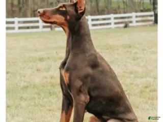 Doberman Pinscher dogs Doberman Pinscher Puppy 1 - Ad 40