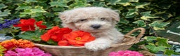 Miniature Poodle dogs for sale: Randy - Ad 3