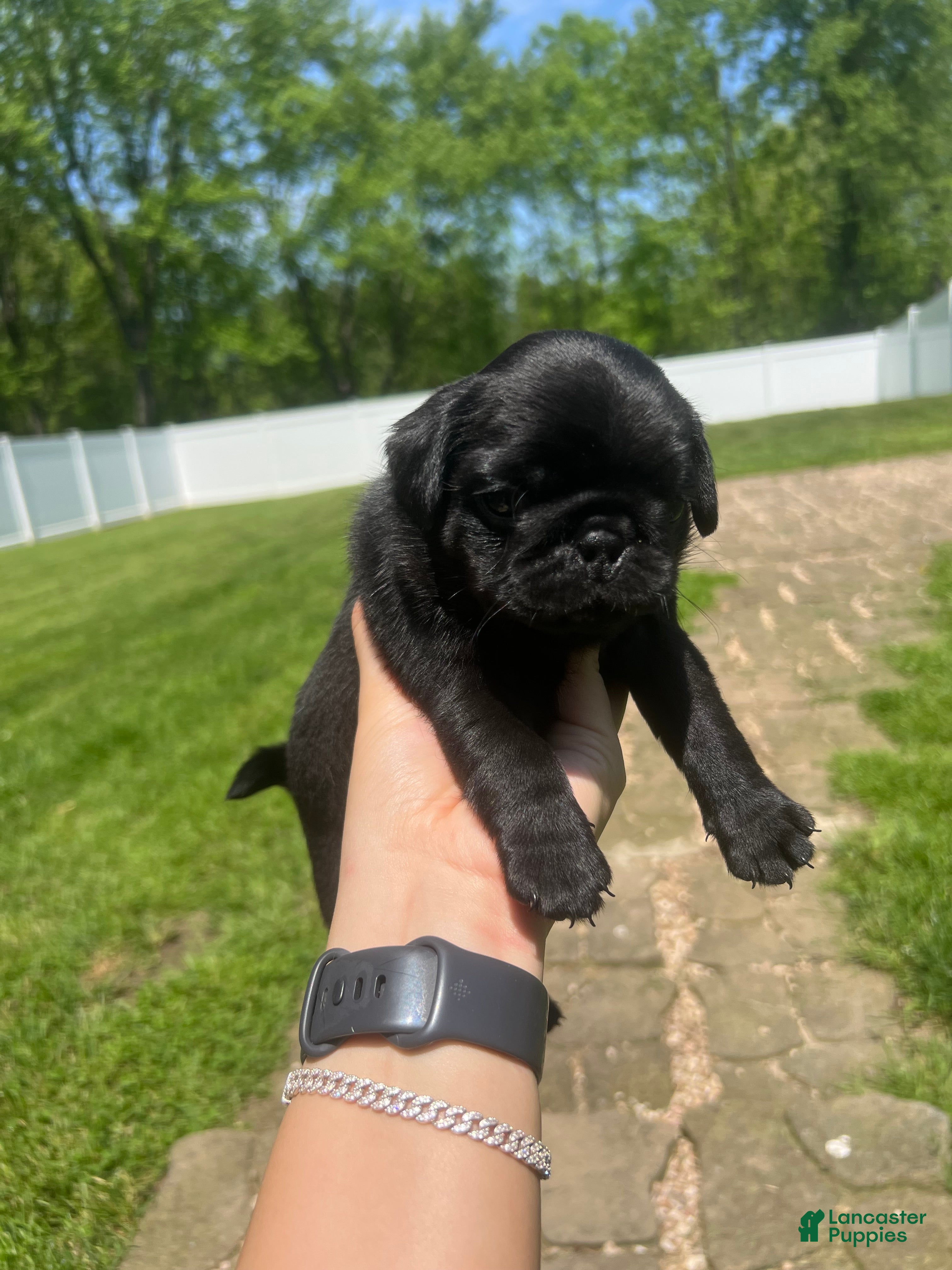 Pug dogs Nicky - Ad 1
