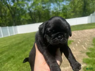 Pug dogs for sale: Nicky - Ad 1