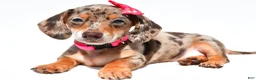 Miniature Dachshund dogs for sale: Tessa - Ad 3