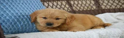 Golden Retriever dogs for sale: Lilo - Ad 6