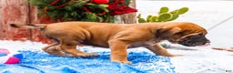 English Mastiff dogs for sale: Chloe - Ad 4