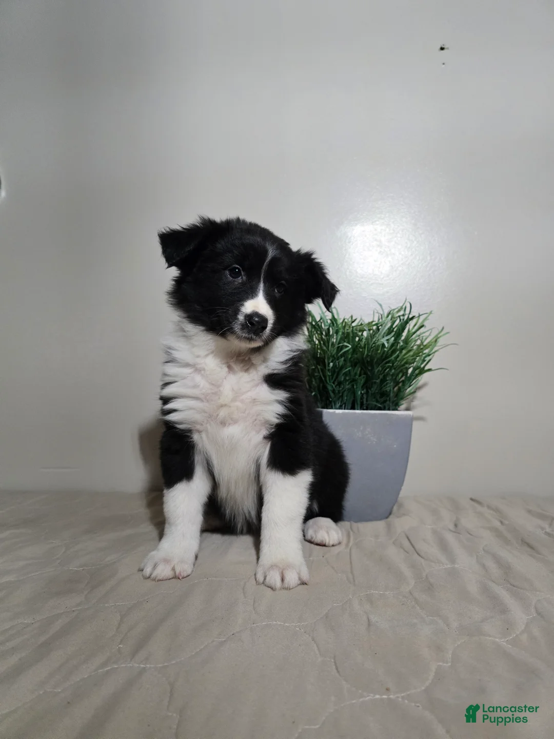 Australian Shepherd dogs for sale: Samantha  - Ad 2