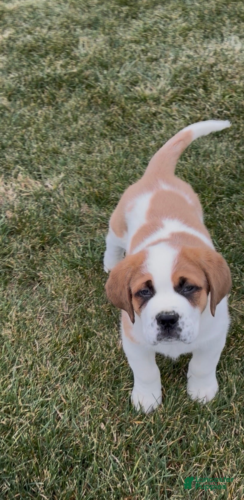 Saint Bernard dogs Hunter - Ad 7