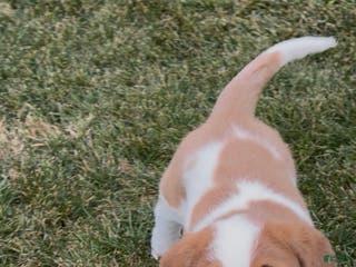 Saint Bernard dogs Hunter - Ad 7