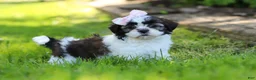Shih Tzu dogs for sale: Arianna - Ad 5