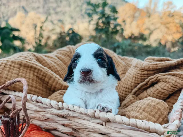 Mini Aussiedoodle dogs for sale: Oak - Ad 1